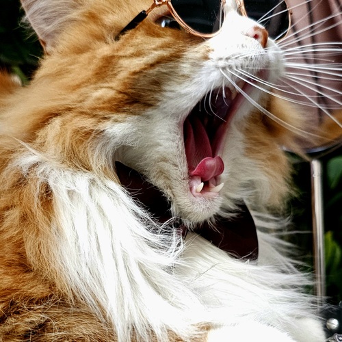 Photo #14049426