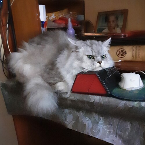 Photo #14049460