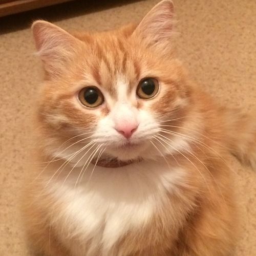 Photo #14049476
