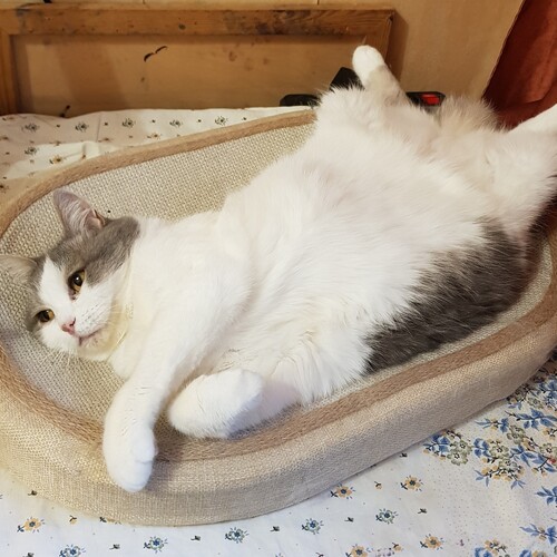 Photo #14049483