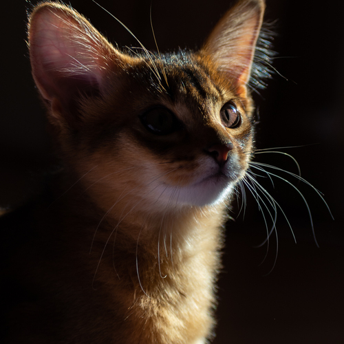 Photo #14049705