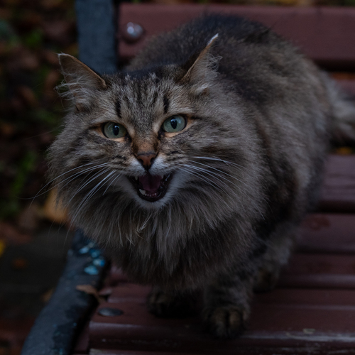 Photo #14049832