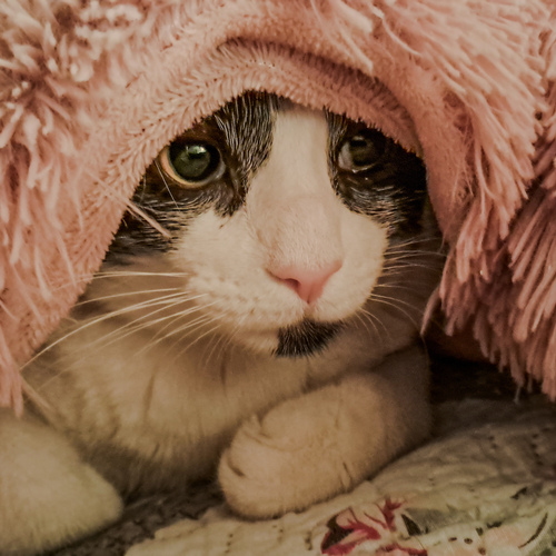 Photo #14049838
