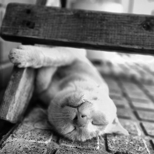 Midday Slumber