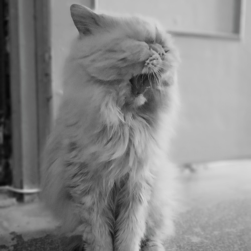 Photo #14050006