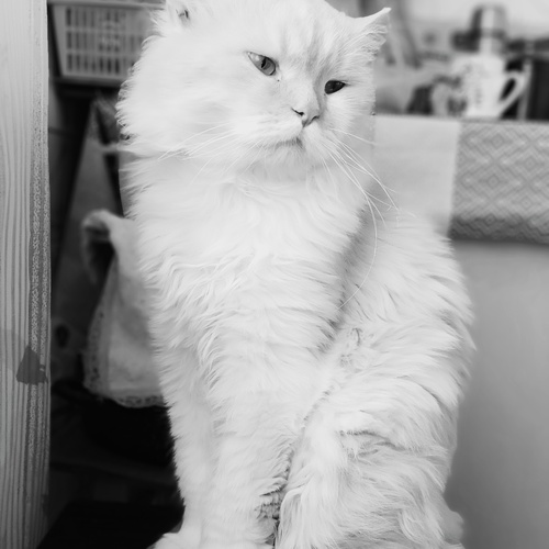 Photo #14050010