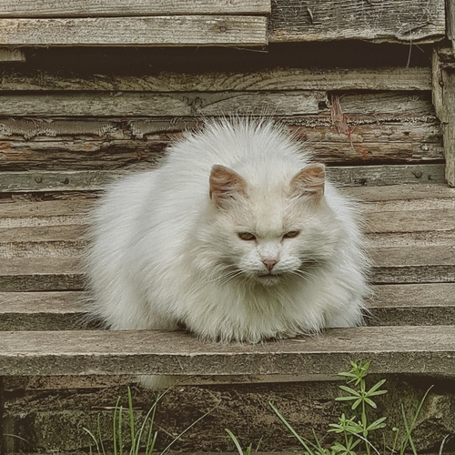 Photo #14050013