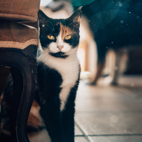 Photo #14050066