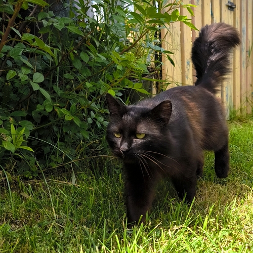 Photo #14050114