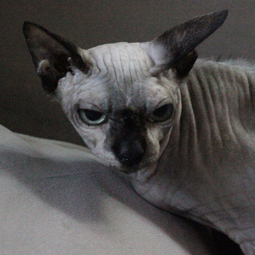 Photo #14050170