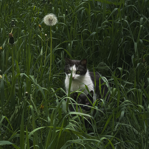 Photo #14050181