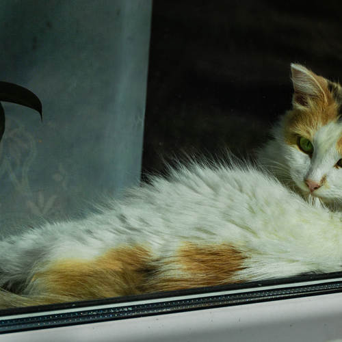 Photo #14050199