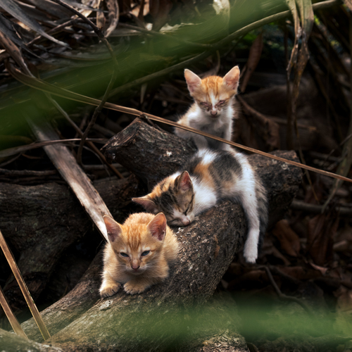 Photo #14050229