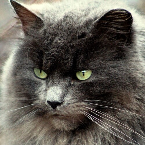 Photo #14050267
