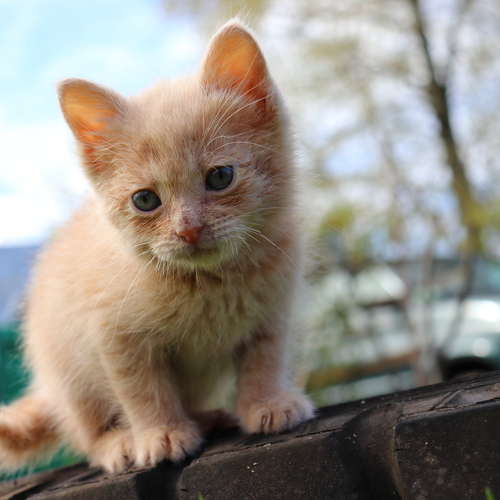 Photo #14050270