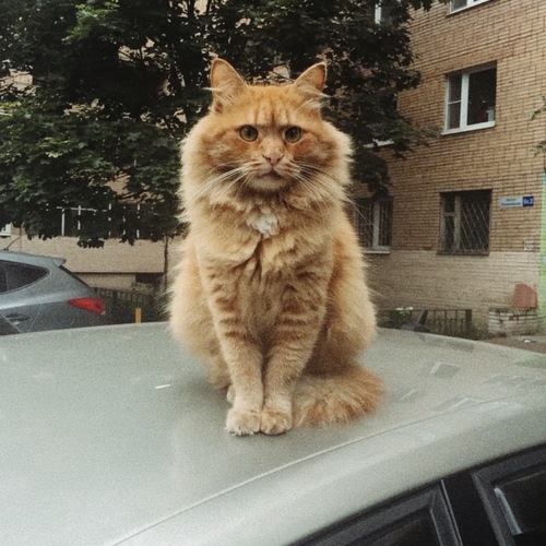 Кот-обормот