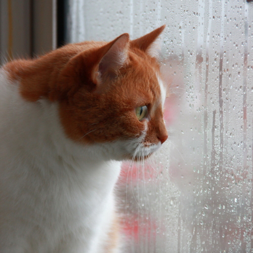 Photo #14050794