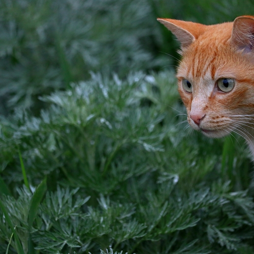 Photo #14051071