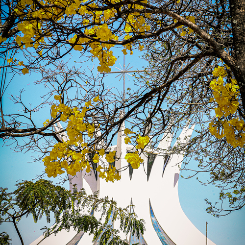 Concrete and Gold: Ipê and Cathedral