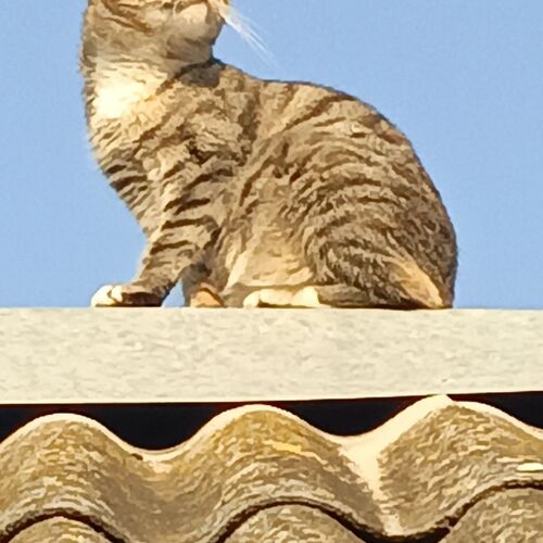 Photo #14051140