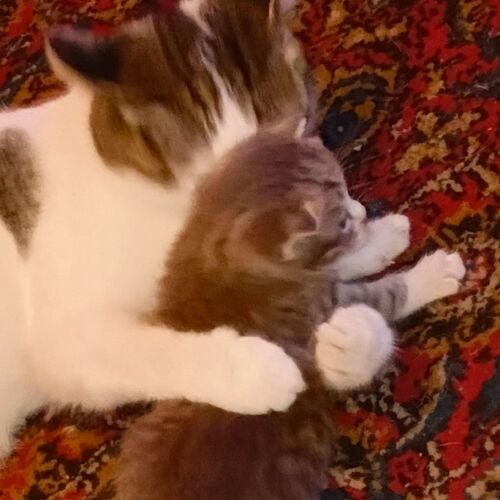 Мама кошка с котенком