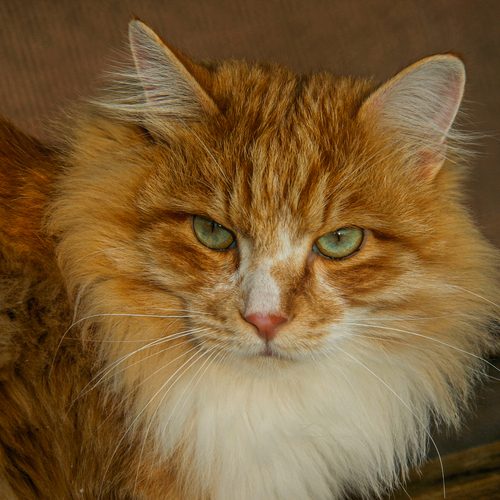 Photo #14051234