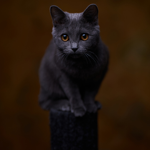 Анатолий Замыслов