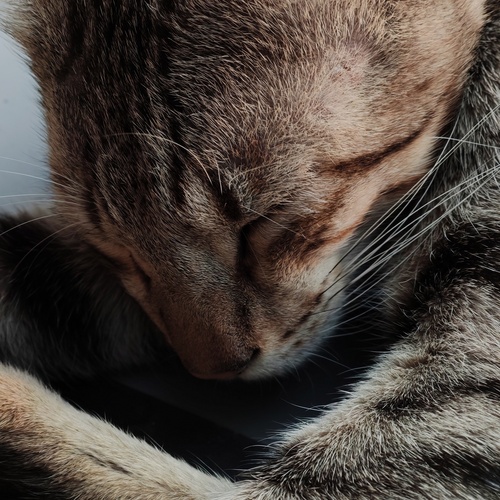 Photo #14051506