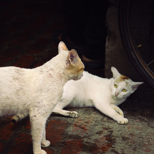 Photo #14051508