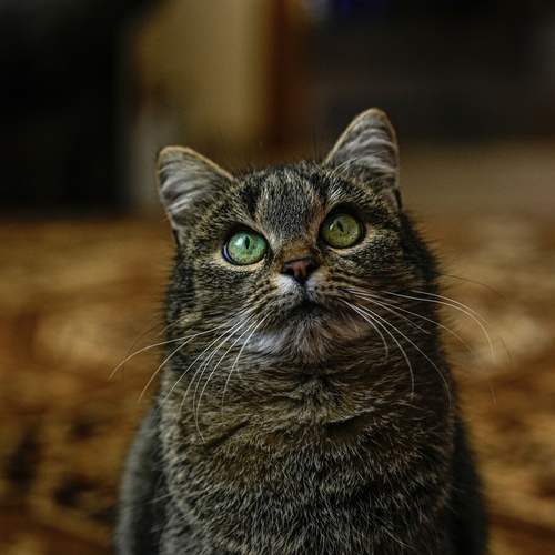 Photo #14051570