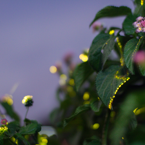 Photo #14051637