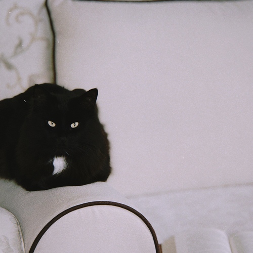 Photo #14051646