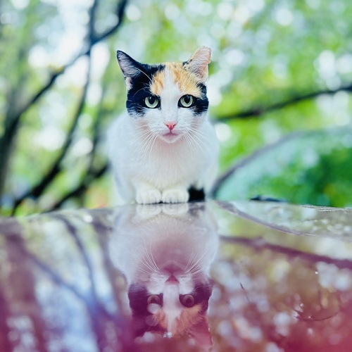 Photo #14051737