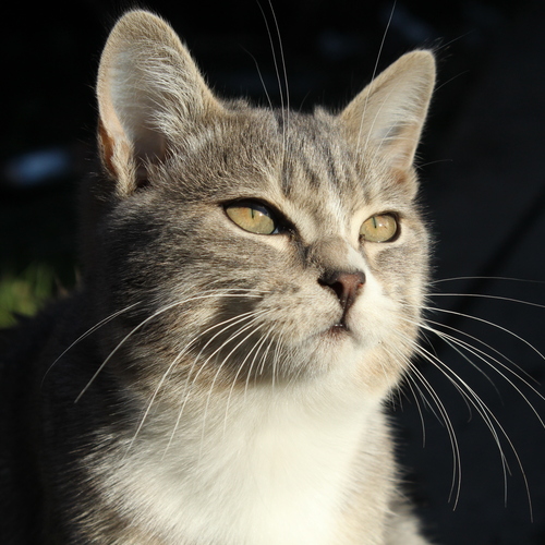 Photo #14051821