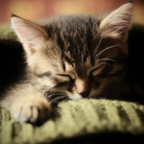 Photo #14051824