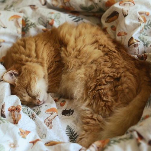 Photo #14051826
