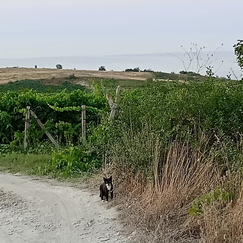 Standing by the vineyard