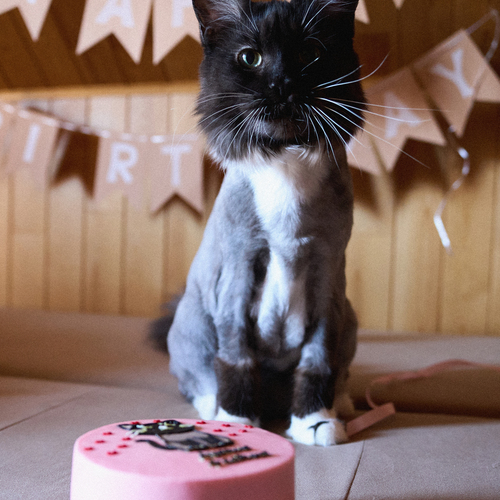 Photo #14052045