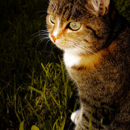 Photo #14052171