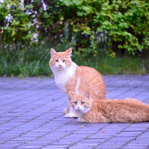 Photo #14052231