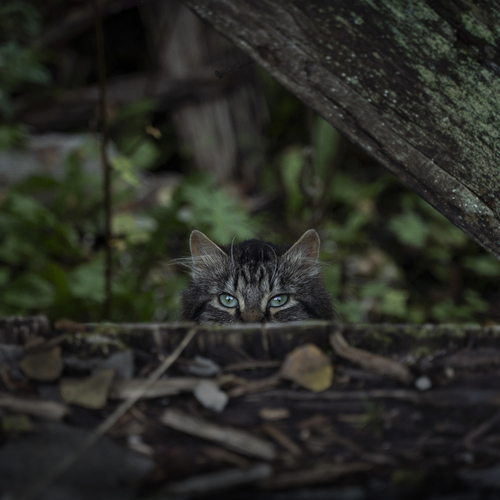 Photo #14052256