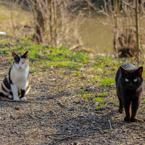Photo #14052265