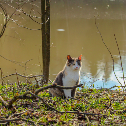 Photo #14052266