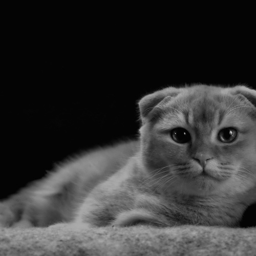 Photo #14052316
