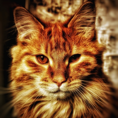 Photo #14052366