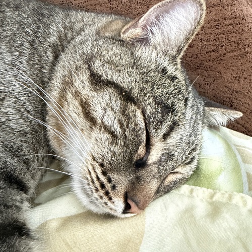 Photo #14052501