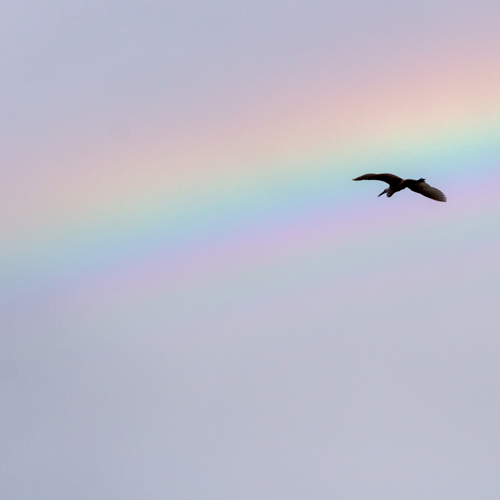 Photo #14052533