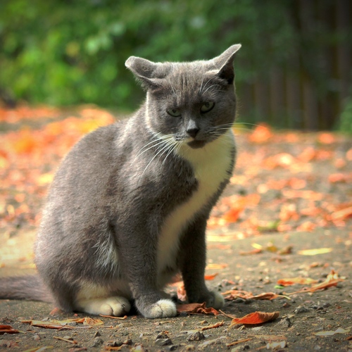 Кошачий двор на Кантемировской
