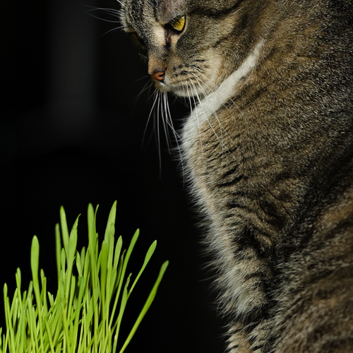 Photo #14052795