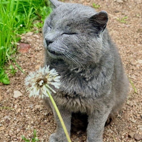 Мартовский кот